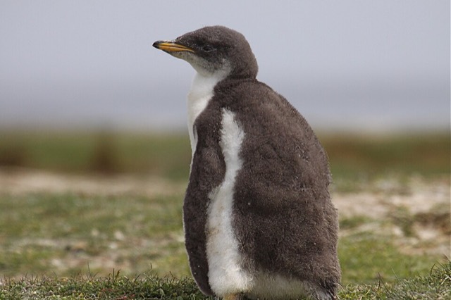 ジェンツーペンギン（ヒナ）