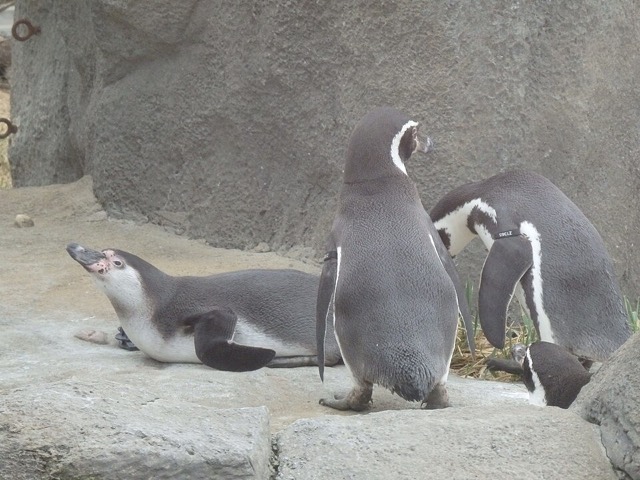 フンボルトペンギン（ヒナ）