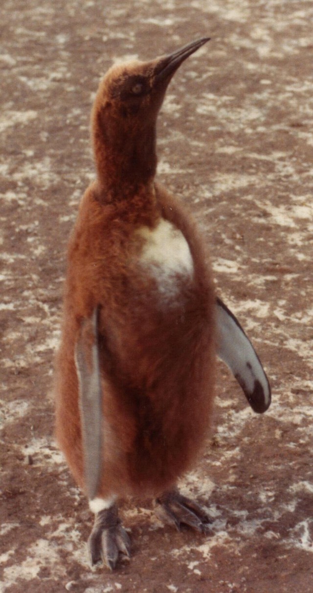 キングペンギン（ヒナ）