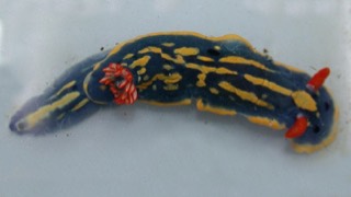 アオウミウシ