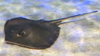 アカエイ